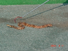Copperhead