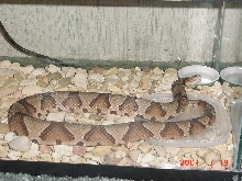 Copperhead