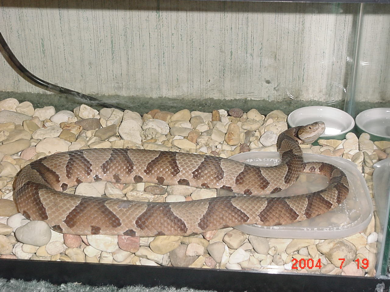 Copperhead