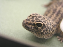 Leopard gecko male