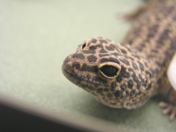 Leopard gecko male