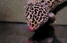 Leopard gecko