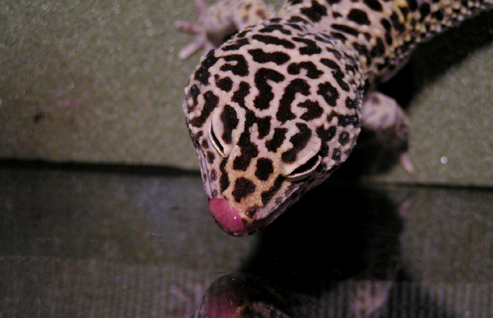 Leopard gecko