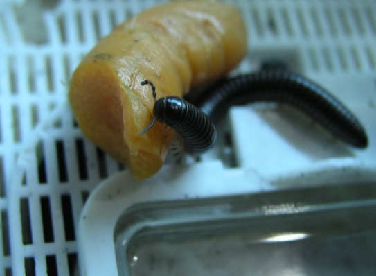 Archispirostreptus gigas