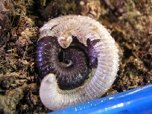 Archispirostreptus gigas