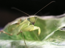 Hierodula membranacea