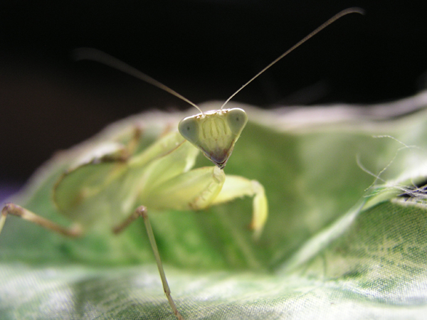 Hierodula membranacea