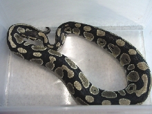 Ball python male