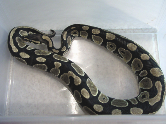 Ball python male
