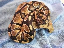 Ball python male