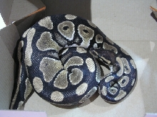 Ball python male '05