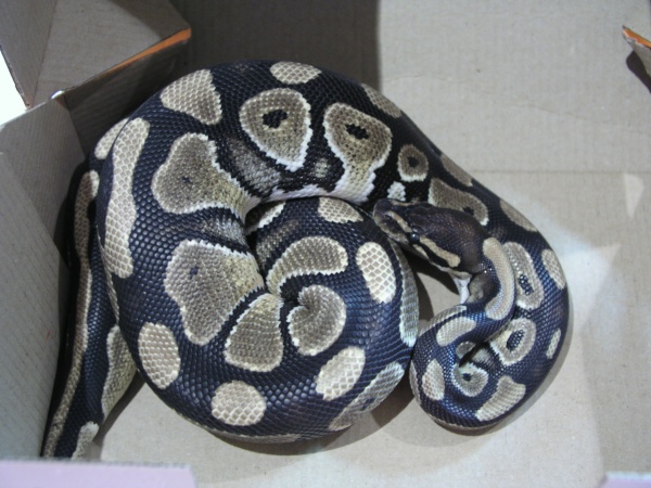 Ball python male '05