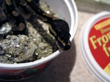 Ball python female (after shedding)