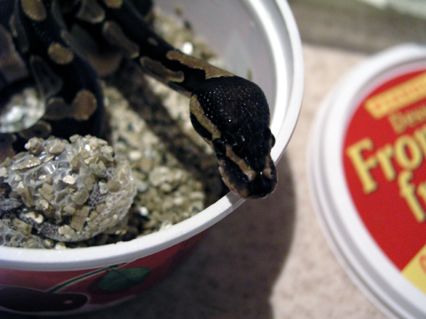 Ball python female (after shedding)