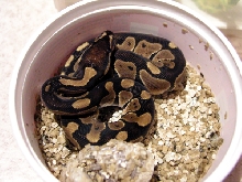 Ball python female (CB'07)