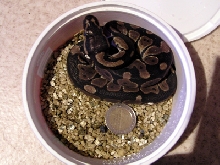 Ball python female (CB'07)