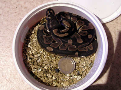 Ball python female (CB'07)
