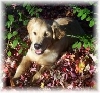 Gallagher in the leaves
