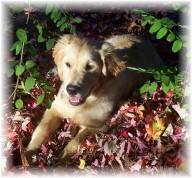 Gallagher in the leaves