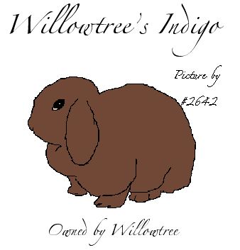 Willowtree's Indigo