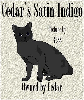 Cedar's Satin Indigo