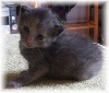 Splash the kitten