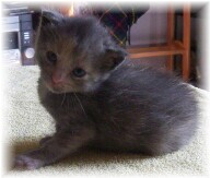 Splash the kitten