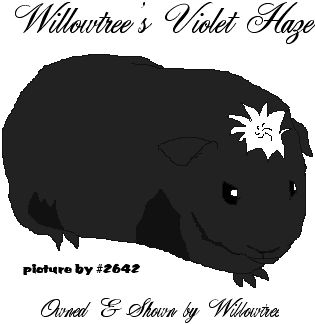 Willowtrees Violet Haze
