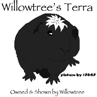 Willowtree's Terra