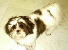 sebastian needs haircut