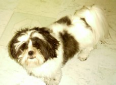 sebastian needs haircut