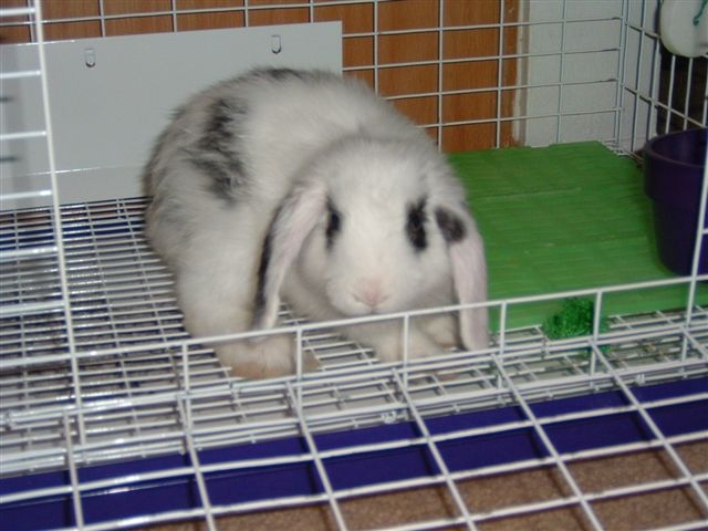 Mozzerella