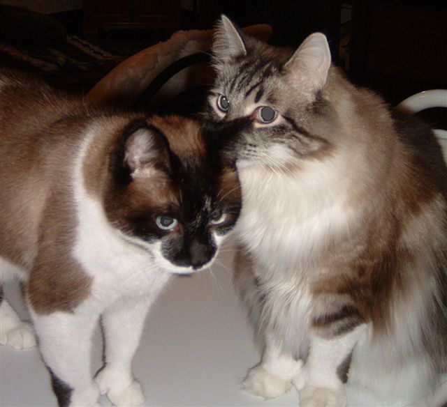 Cinnamon & Sugar