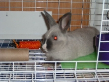 Bugsy