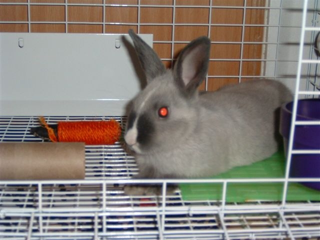 Bugsy