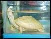 stunning turtle