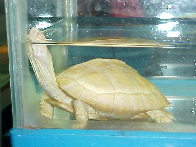 stunning turtle