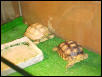 sulcata