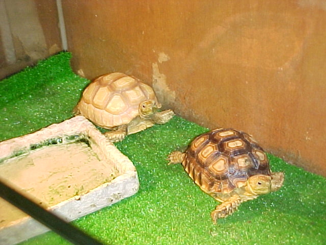 sulcata