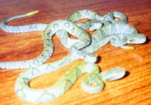 Bothrops jararaca