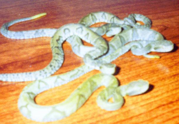 Bothrops jararaca