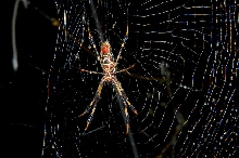 Beautiful Spider please help ID