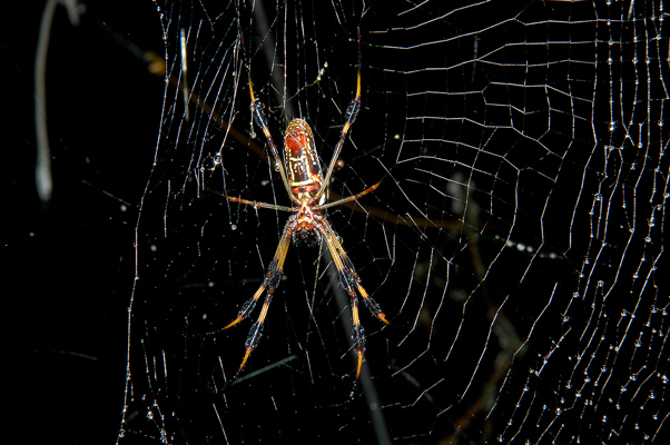Beautiful Spider please help ID