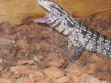 Argentine B/W Tegu (sorry could not resist)