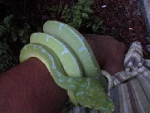 gtp
