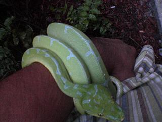 gtp
