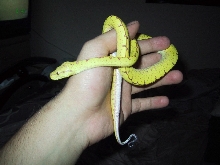 baby jaya gtp