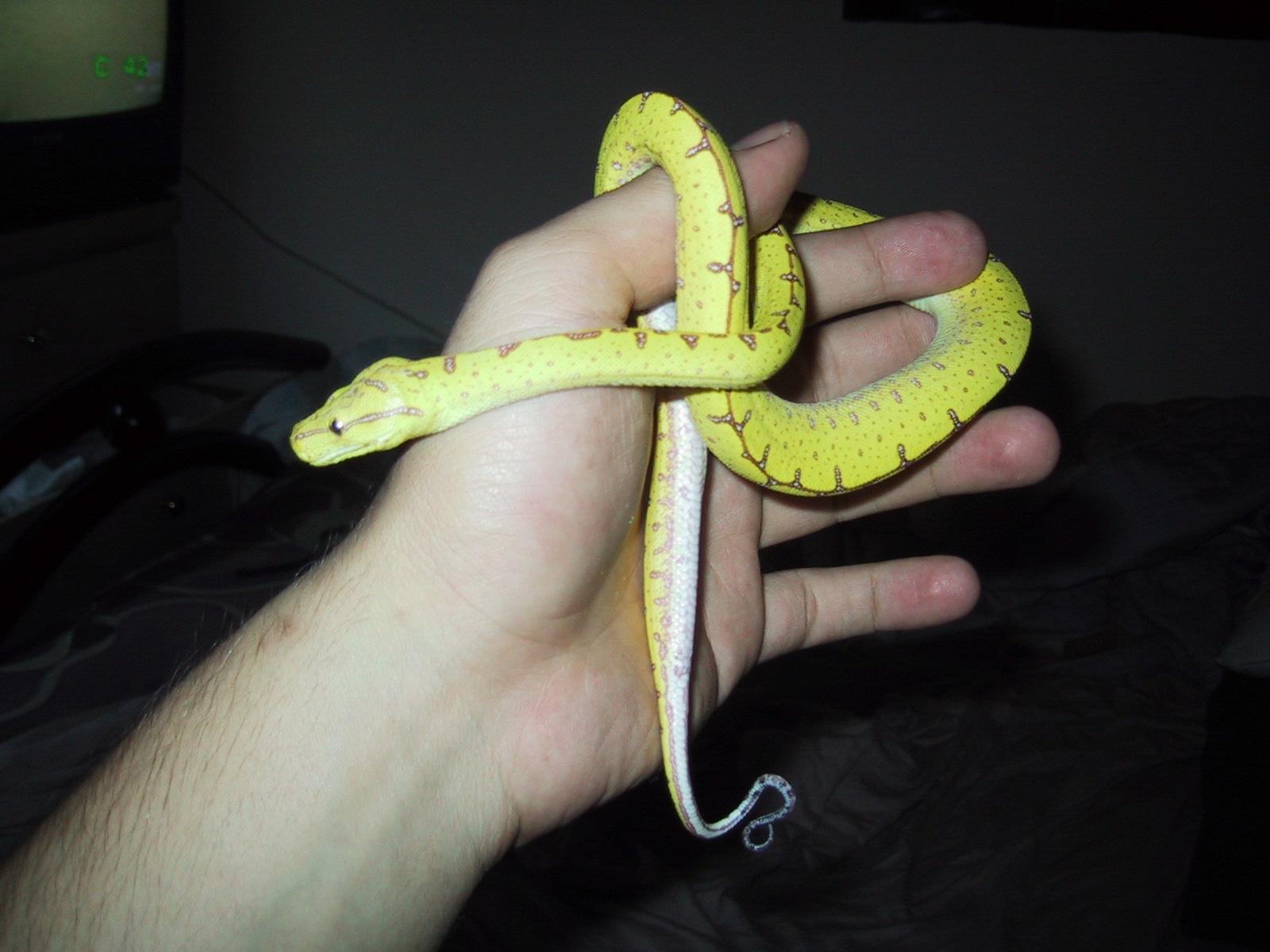 baby jaya gtp