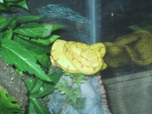 Jewls Jaya GTP