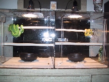 my acrylic green tree pythons cage